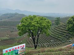 -听风阁农家私房菜茶楼(龙坞店)