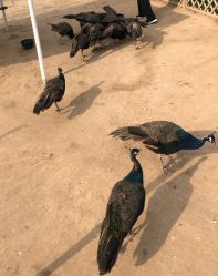 -萌宠亲子动物乐园(槐房万达店)