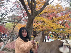 -奈良公园