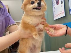 -菲尔斯特宠物医院