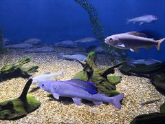 -瑞普利水族馆