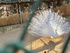 -秦皇岛野生动物园