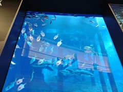 -迪拜水族馆及水下动物园