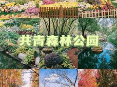 -上海共青森林公园