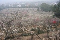-香雪海