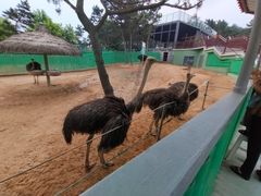 -西霞口神雕山野生动物世界