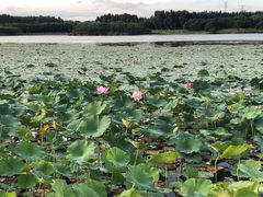 -丁香湖公园