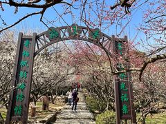 -香雪海