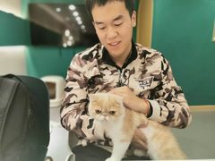-飞行喵MR PILOT|猫舍·猫咖(静安大融城店)