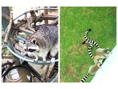 -西霞口神雕山野生动物世界