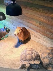 -Zoolung Zoolung动物主题公园(海信广场店)