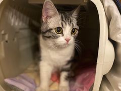 -猫大福·Fortune Cat猫舍(百子湾店)