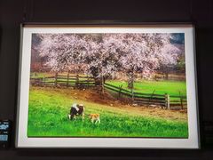 -罗红摄影艺术馆