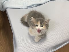 -萌兽医馆·宠物医院·猫骨科(创景店)