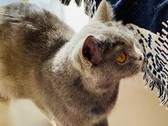 -平行世界·猫咖(首经贸店)