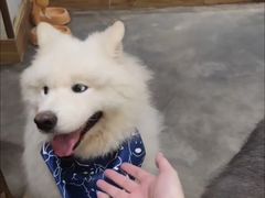 -more than meow吴止猫主题餐厅(承德 中船汇店)