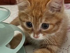 -纳吉亚猫专科动物医院博雅分院