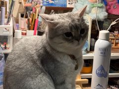 -BABIT巴比特宠物(MOMOPARK店)