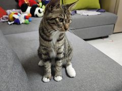 -pd派德宠物中心医院24H急重症·眼科中心·血液透析中心(嵩山北路店)