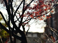 -秋霞圃