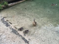 -柯尼希湖