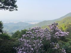 -梧桐山风景名胜区