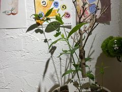 -田记宫廷奶酪