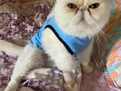 -喜多萌中农锦绣动物医院24H·猫科·牙科MRI·CT