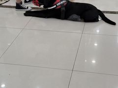 -派美特宠物医院·核磁CT·骨科肿瘤·疑难转诊(沈农禾丰店)