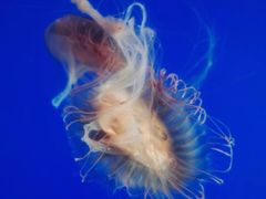 -海合安武汉极地海洋公园
