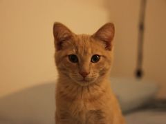 -FAELING PETS美天灵宠物(富力广场店)