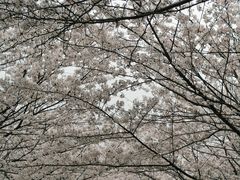 -高东镇樱花园