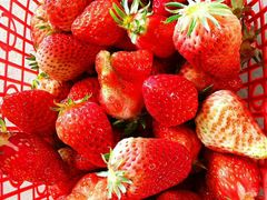 -胜丰草莓采摘园