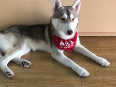 -Husky Go! 哈士奇体验馆·宠物咖啡厅狗咖
