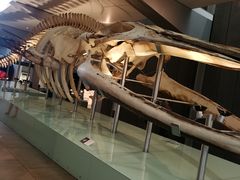 -墨尔本博物馆(Melbourne Museum)