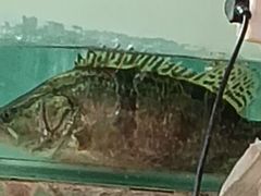 -红星农贸市场(红星东路店)