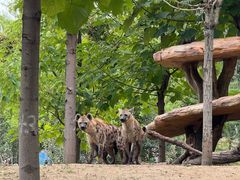 -北京野生动物园