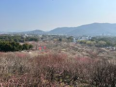 -香雪海