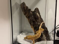 -酷以爬仙阁实体爬宠店·守宫·蜥蜴·专业繁育