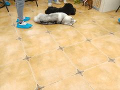 -Let's go狗咖·猫咖·奶狗·桌游(春熙路IFS店)