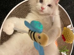 -猫大福·Fortune Cat猫舍(百子湾店)