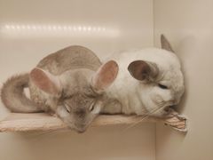 -龙猫仔乐园(惠福东路店)