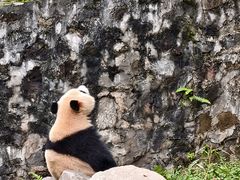 -都江堰中华大熊猫苑
