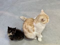 -Heymao猫咖.咖啡厅(东门店)