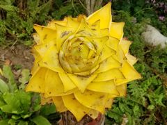 -南通洲际绿博园