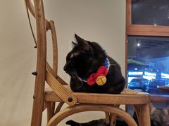 -有猫主题·治愈系猫咖(曾厝垵店)