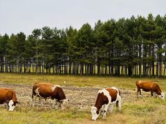 -塞罕坝国家级自然保护区