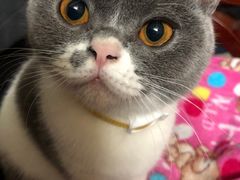 -lincat·猫舍(广州店)