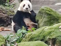 -都江堰中华大熊猫苑