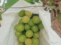 -马陆小张葡萄园农家乐